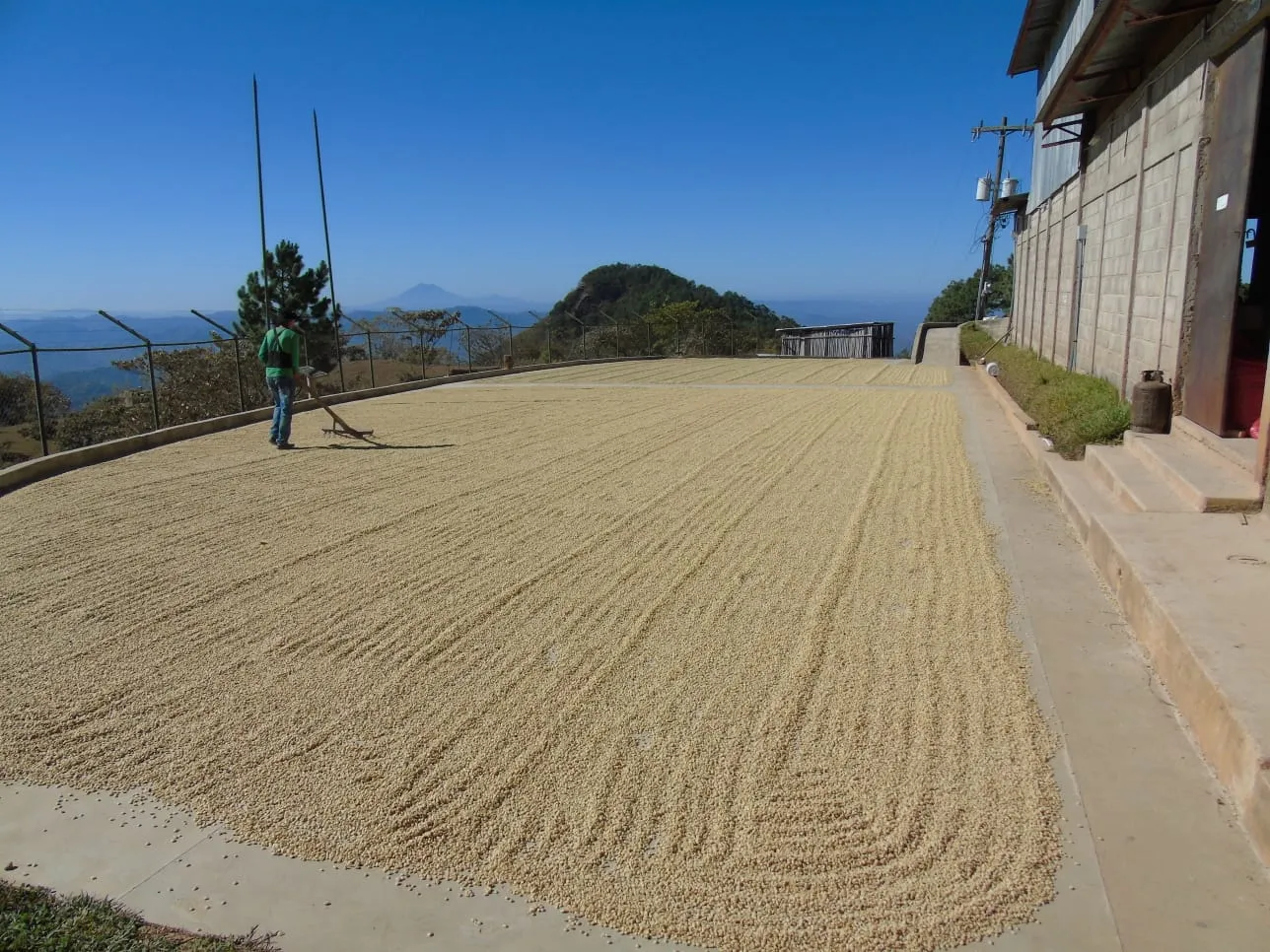 Café pergamino x 100lb (En saco)