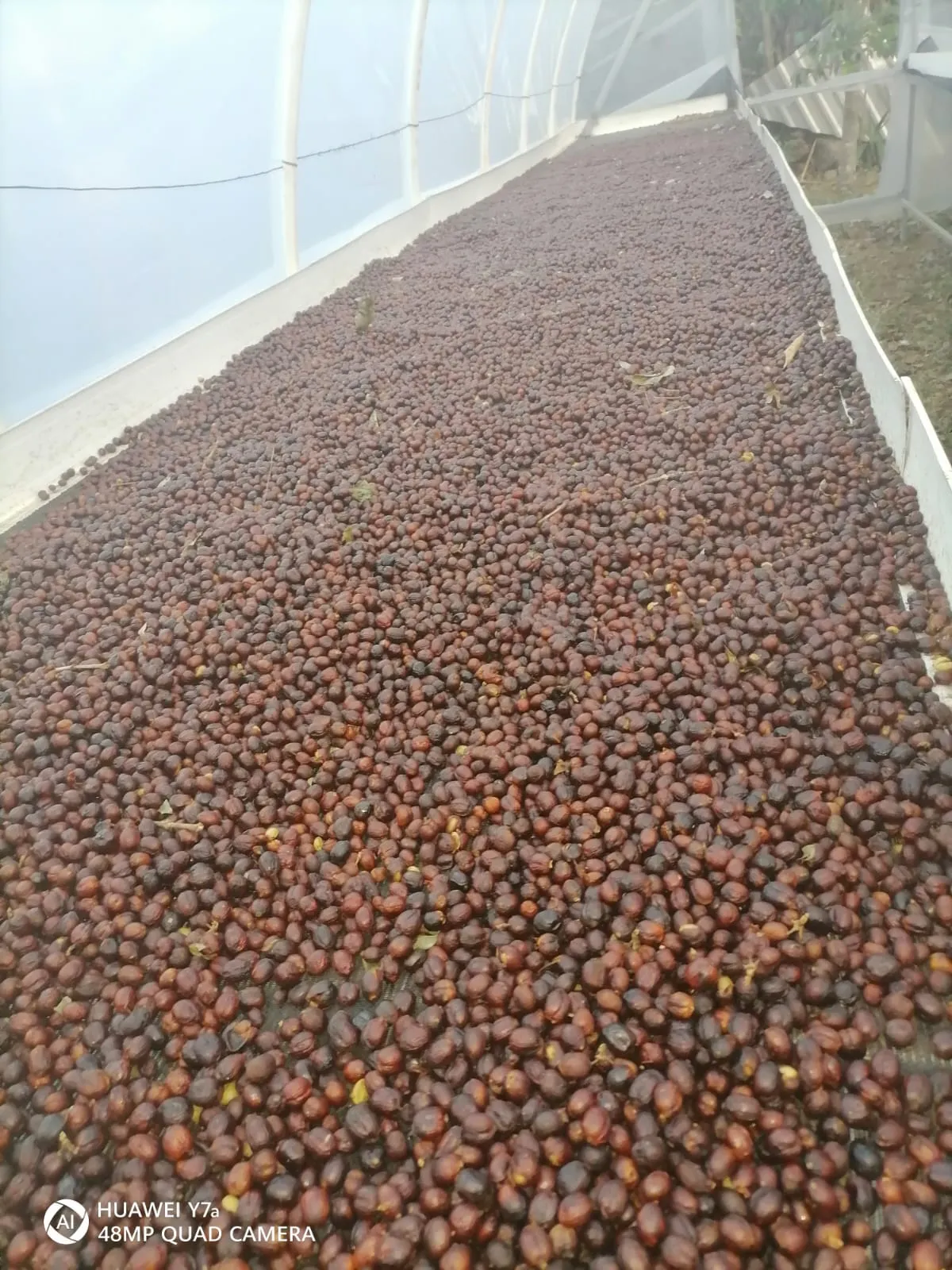 Microlotes Café Natural verde en Grano (Sacos de 69kg)